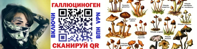 Купить  Новоаннинский  Псилоцибиновые грибы MAGIC MUSHROOMS 